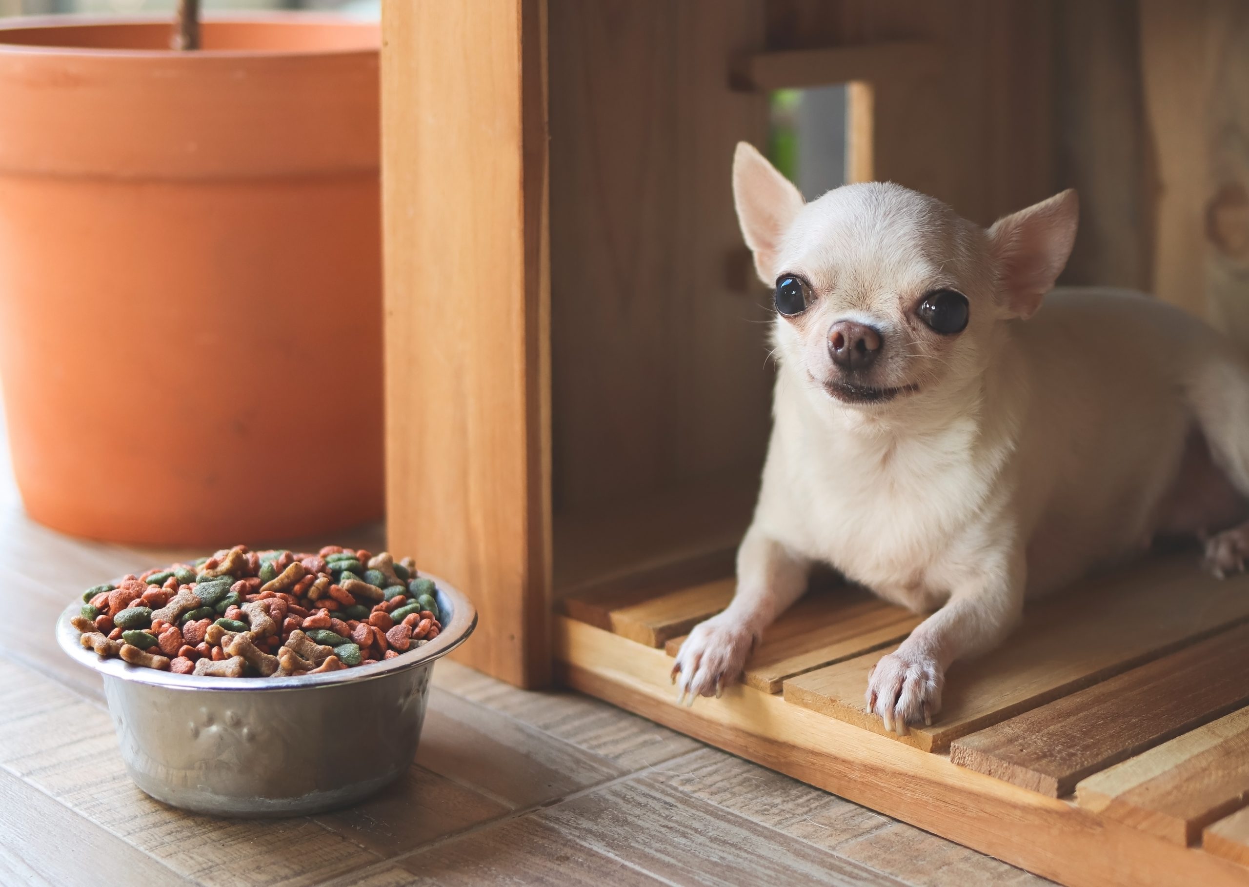 获得食物奖励的吉娃娃犬