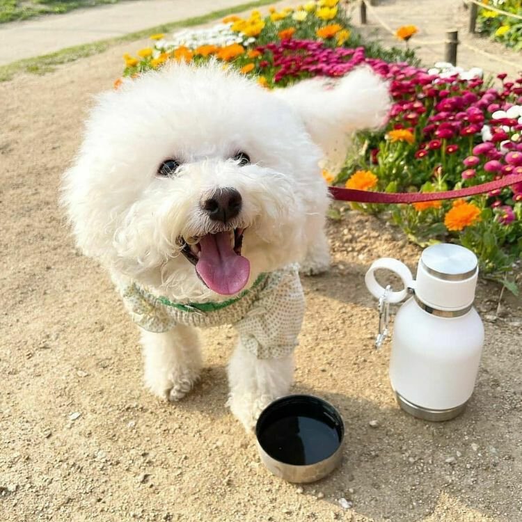 比熊犬与它的日常饮用水