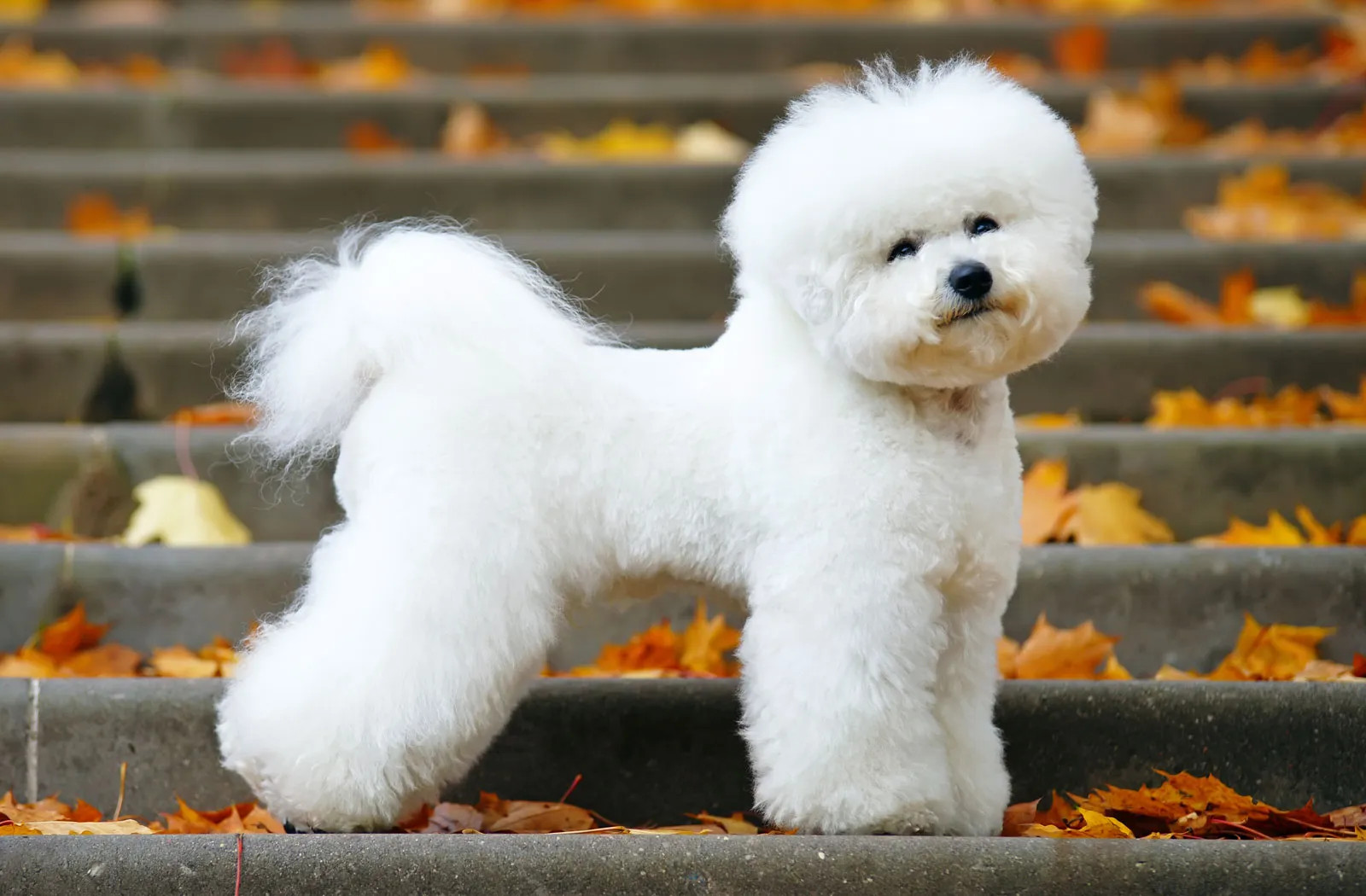 身体健康的比熊犬