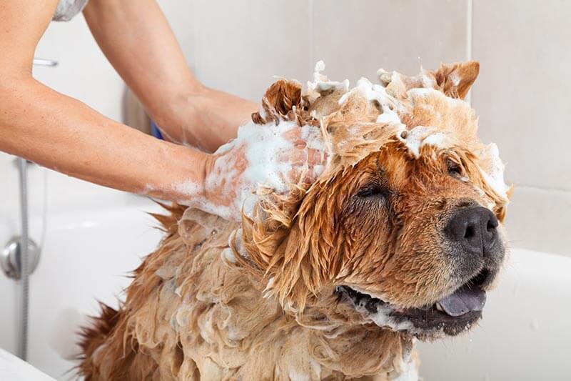 正在洗澡的松狮犬