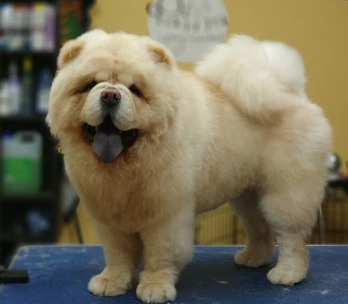 毛发修剪后的松狮犬