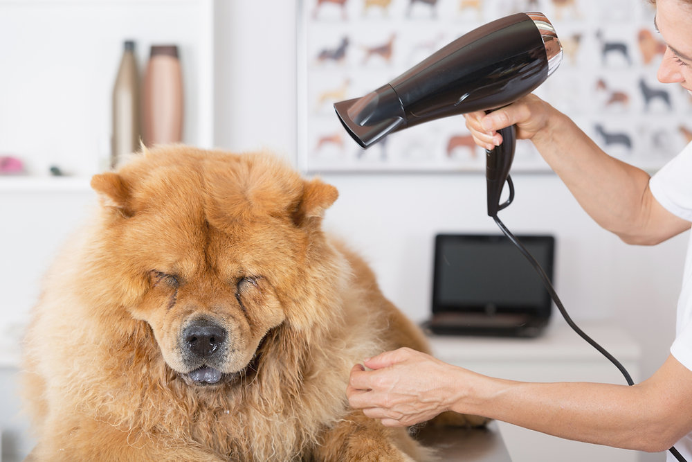 美容师在给松狮犬做毛发美容