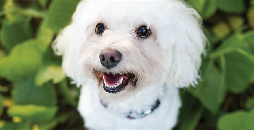 如何预防比熊犬的牙齿脱落呢？