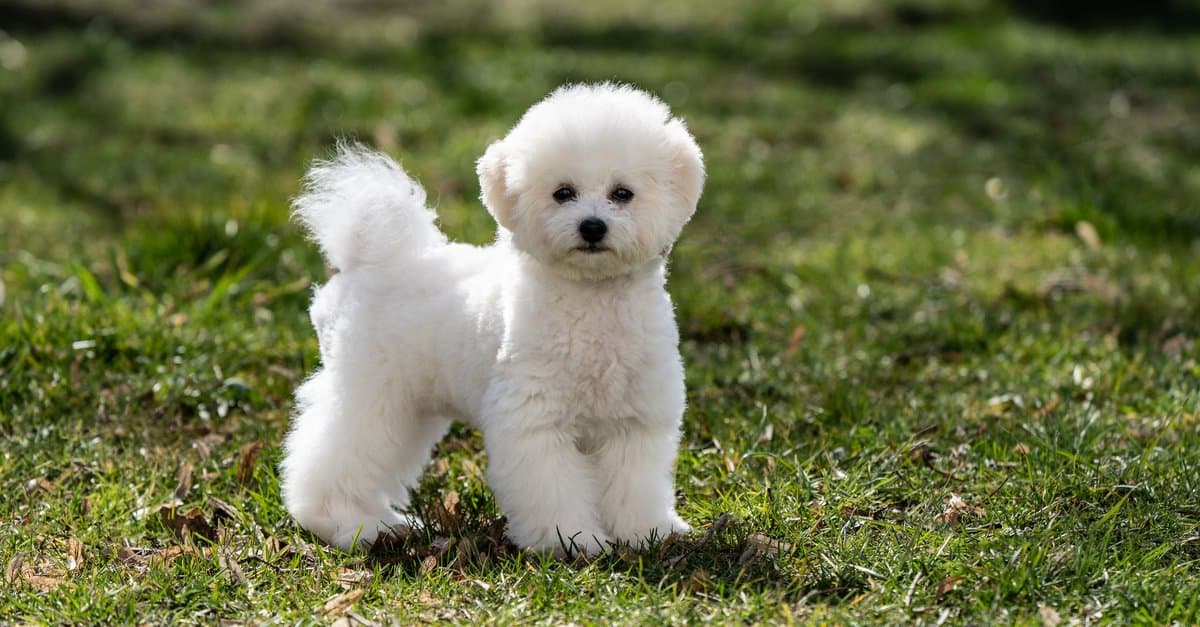 口腔有问题的比熊犬幼犬