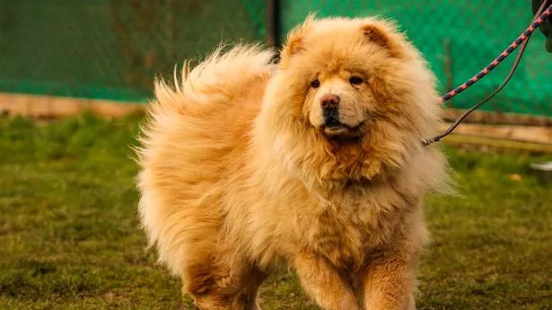 松狮犬是否容易对训练失去兴趣？