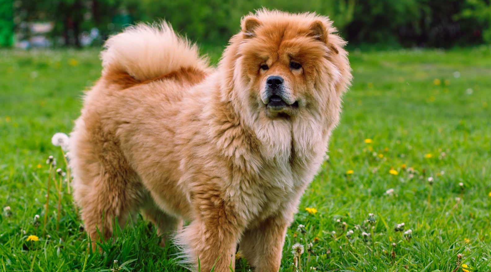 在草地上寻找猎物的松狮犬