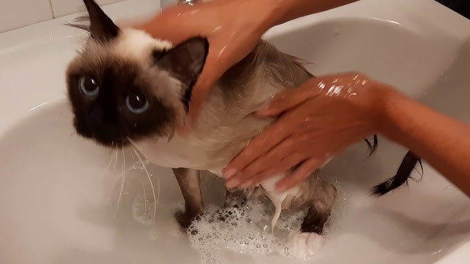 逐步适应水的感觉的暹罗猫