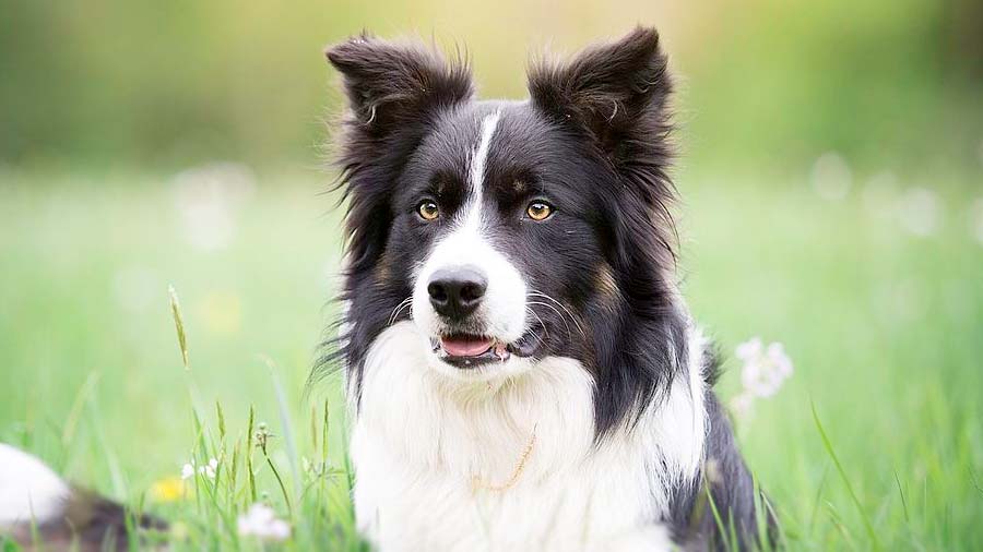 如何给边境牧羊犬做毛发干燥和吹风？