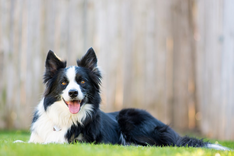 毛发护理后的边境牧羊犬