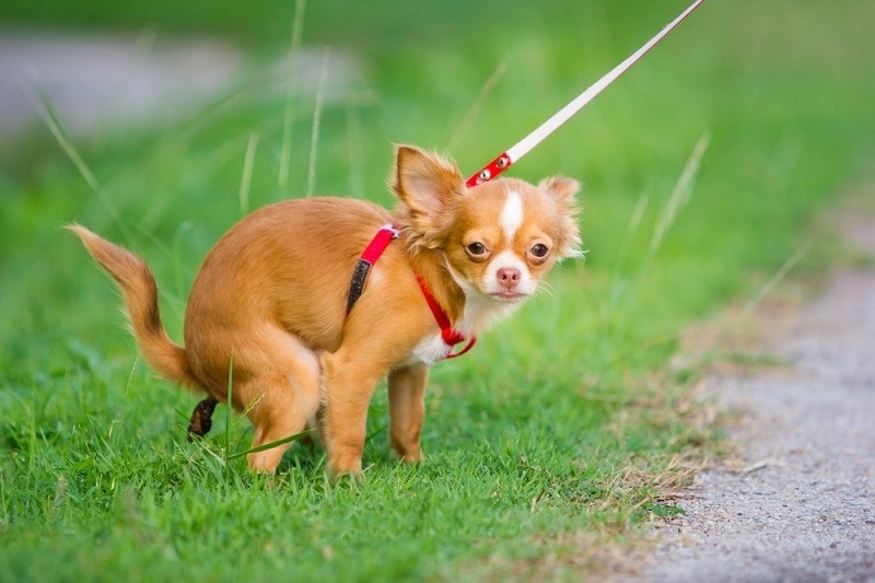 吉娃娃犬在野外大小便