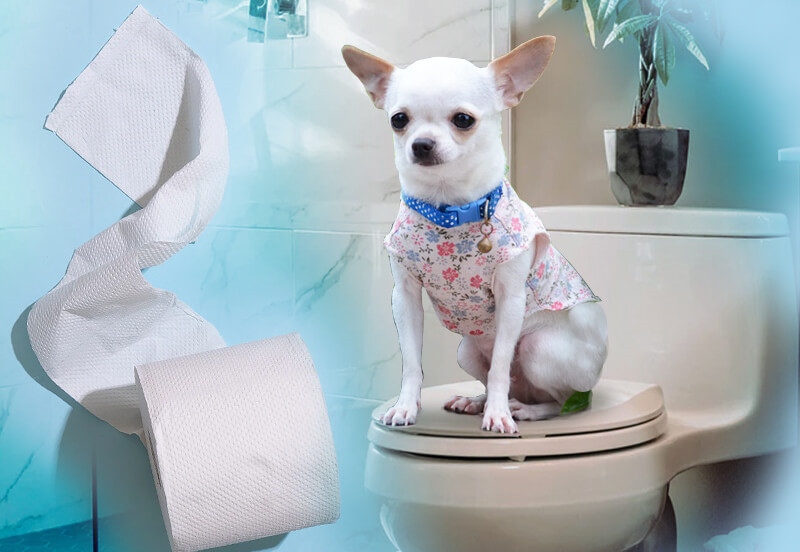 在马桶上上厕所的吉娃娃犬