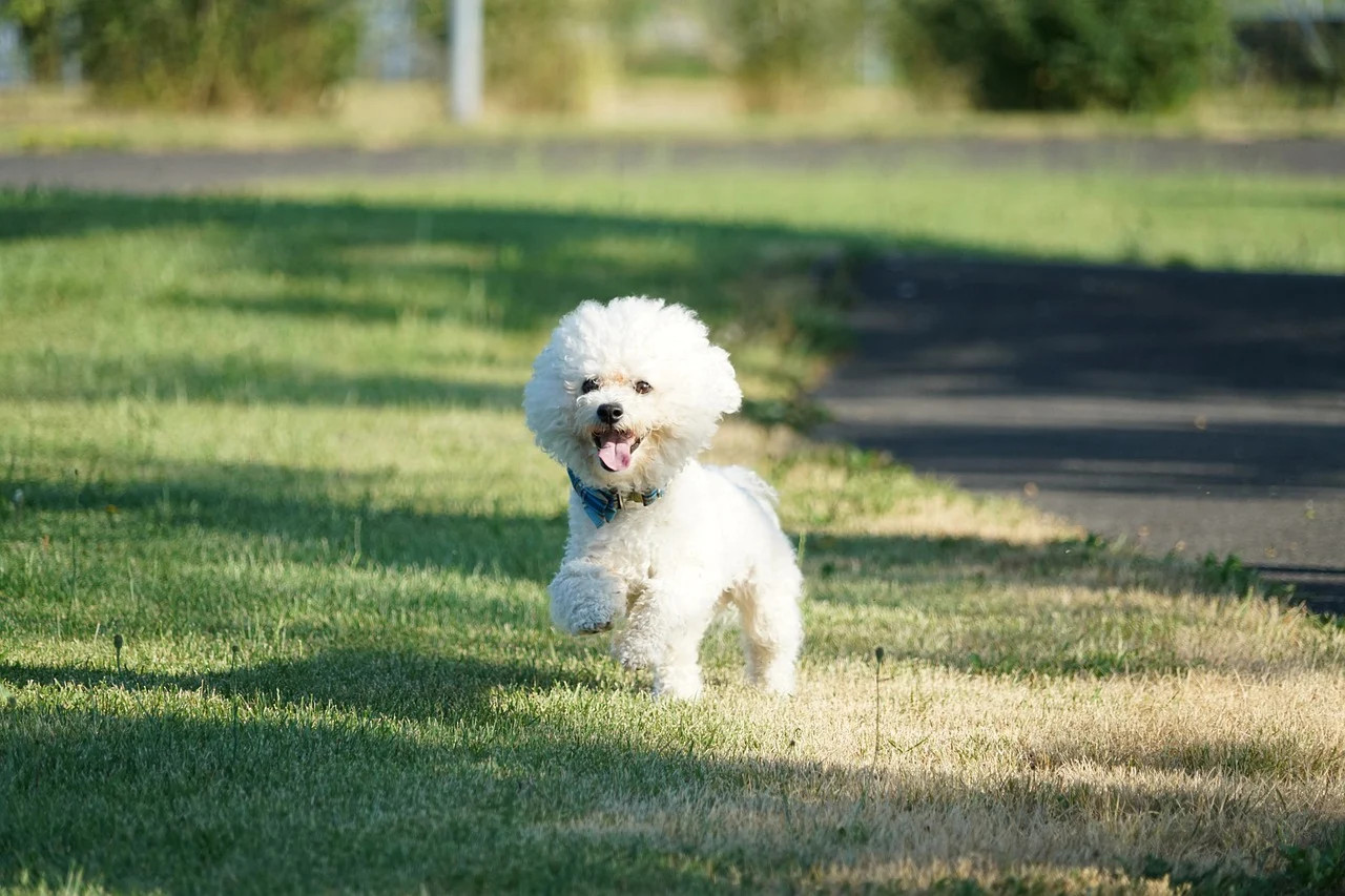 正在锻炼中的比熊犬