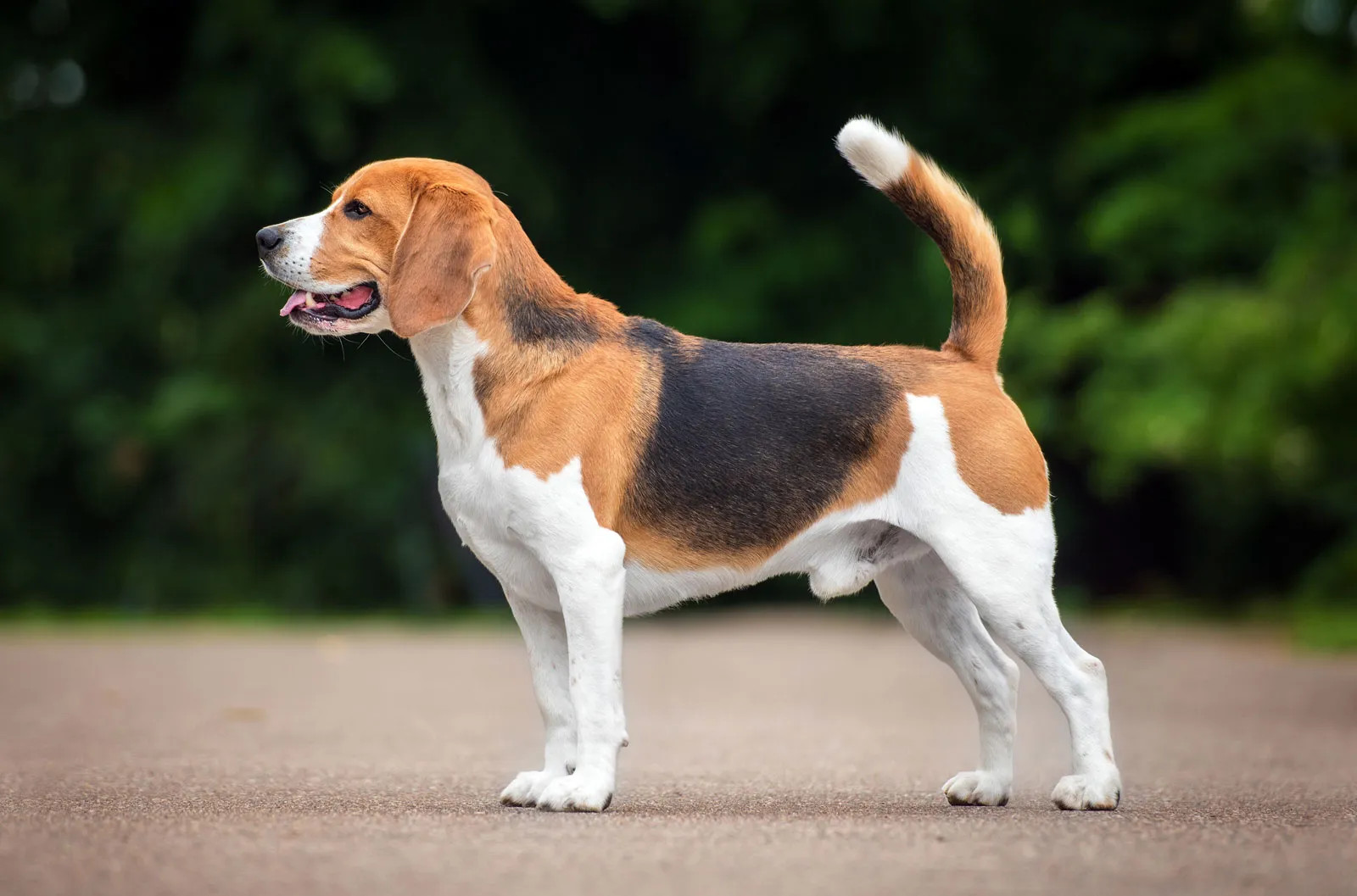 比格犬适合家庭养吗？
