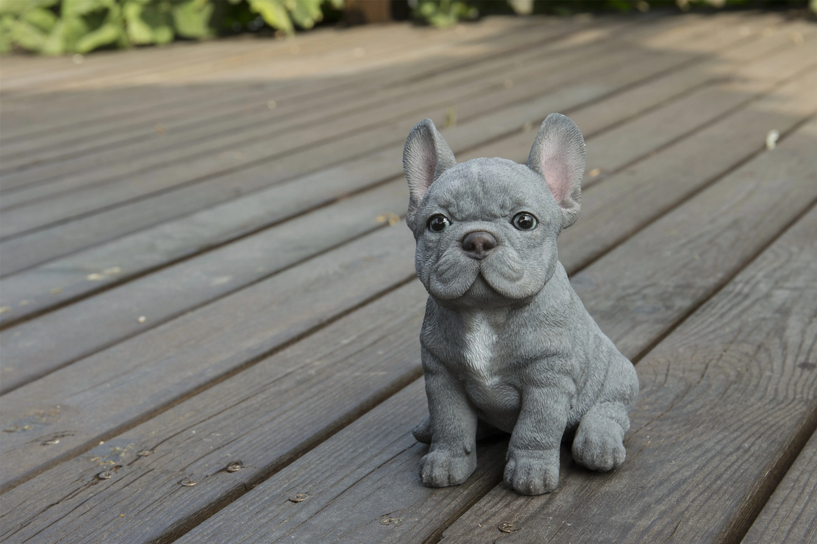 在户外运动的法国斗牛犬幼犬