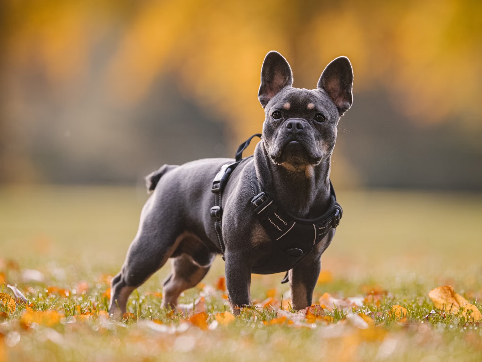 一只健康的法国斗牛犬