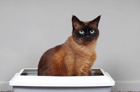 如何训练暹罗猫使用猫砂？