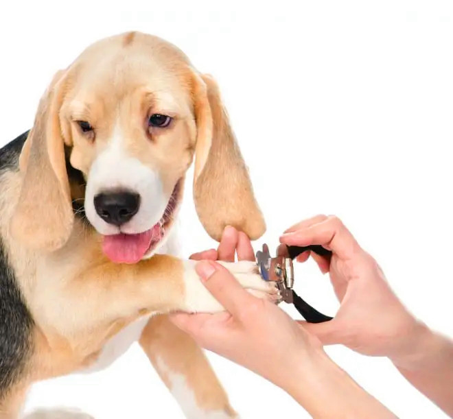 主人在给比格犬修剪脚指甲