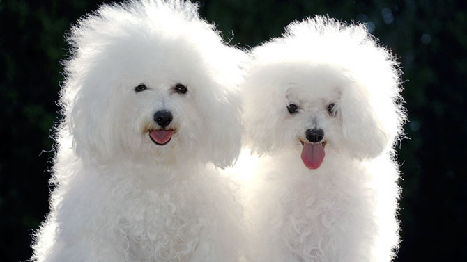 哪些食物有助于维持比熊犬的口腔健康？