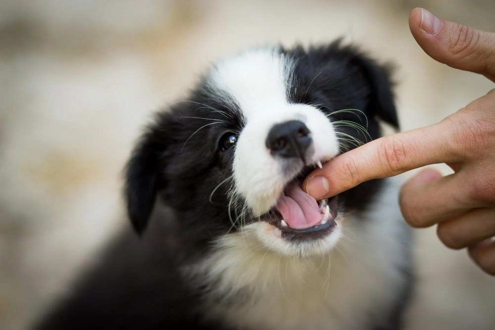边境牧羊犬有攻击性吗？