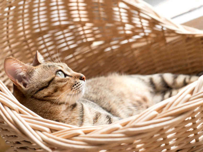 狸花猫毛发要怎么护理呢？