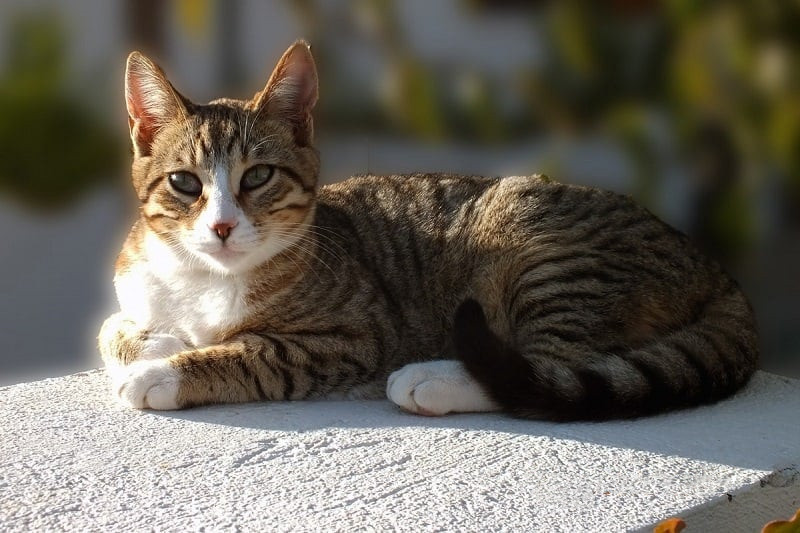 毛发靓丽有光泽的中华狸花猫