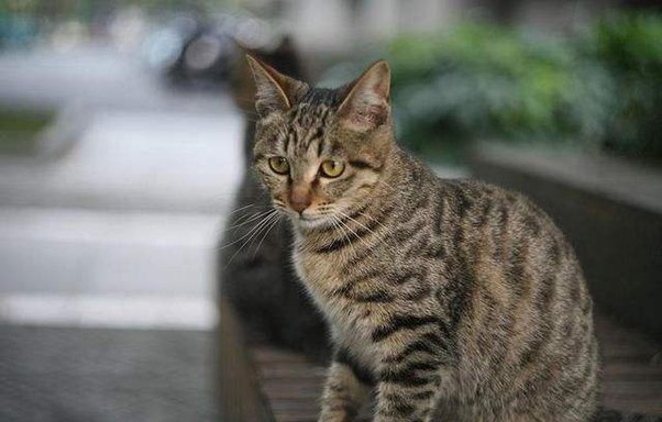 存在掉毛问题的狸花猫