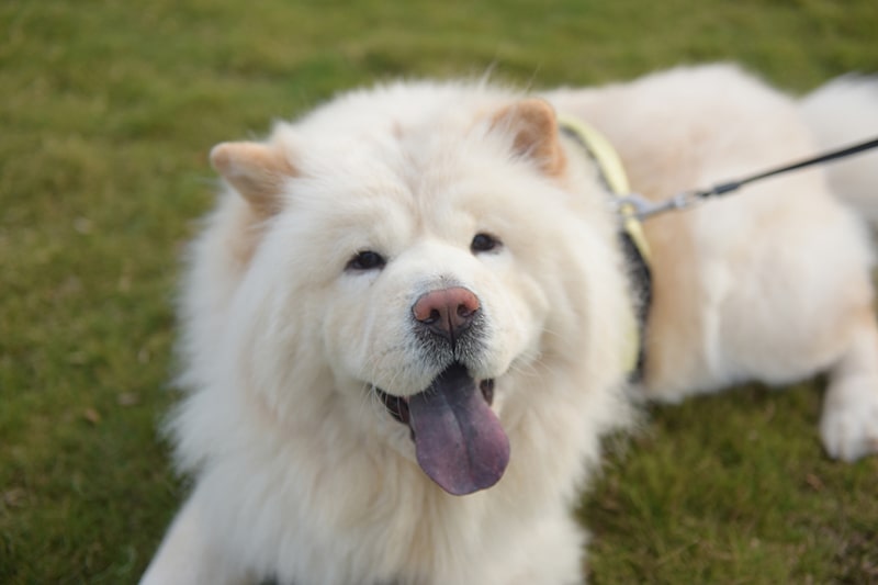 如何训练松狮犬不乱咬东西？