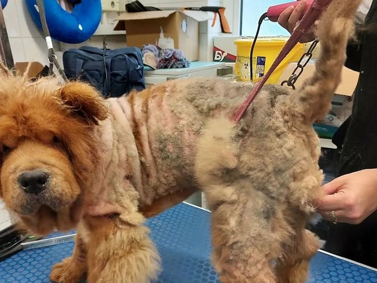 美容师正在给松狮犬修剪毛发