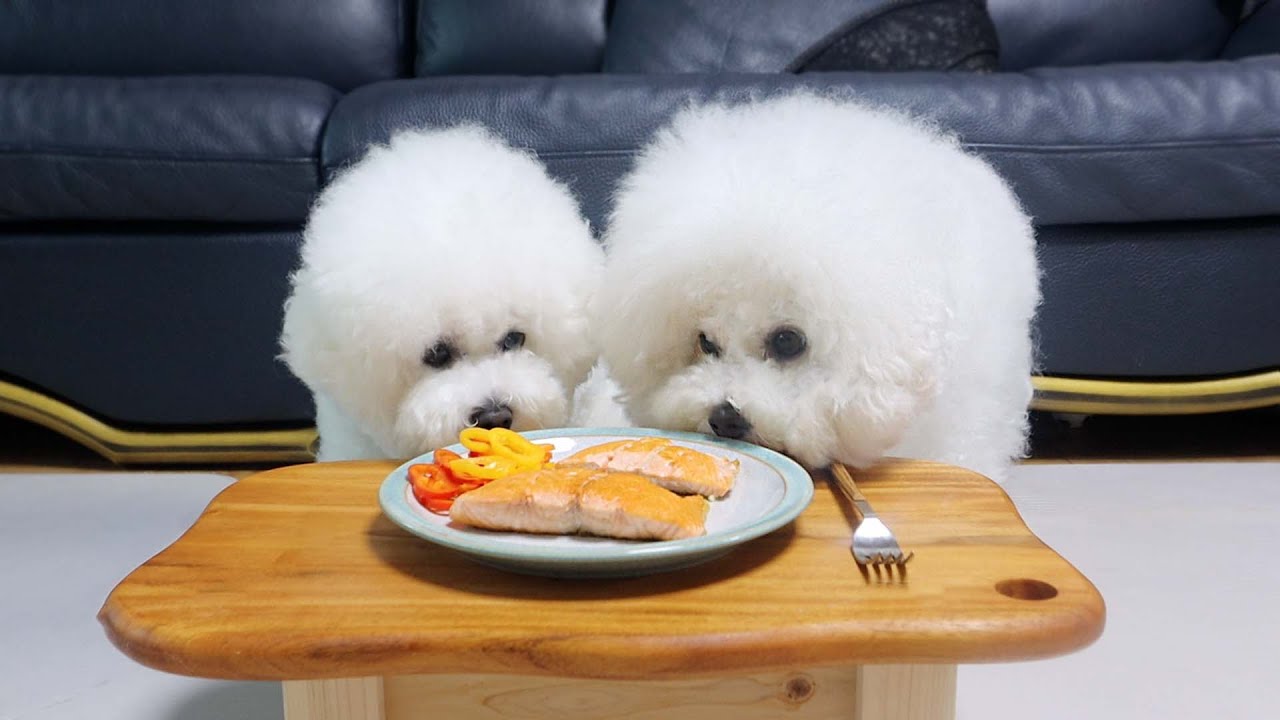 获得食物奖励的两只比熊犬