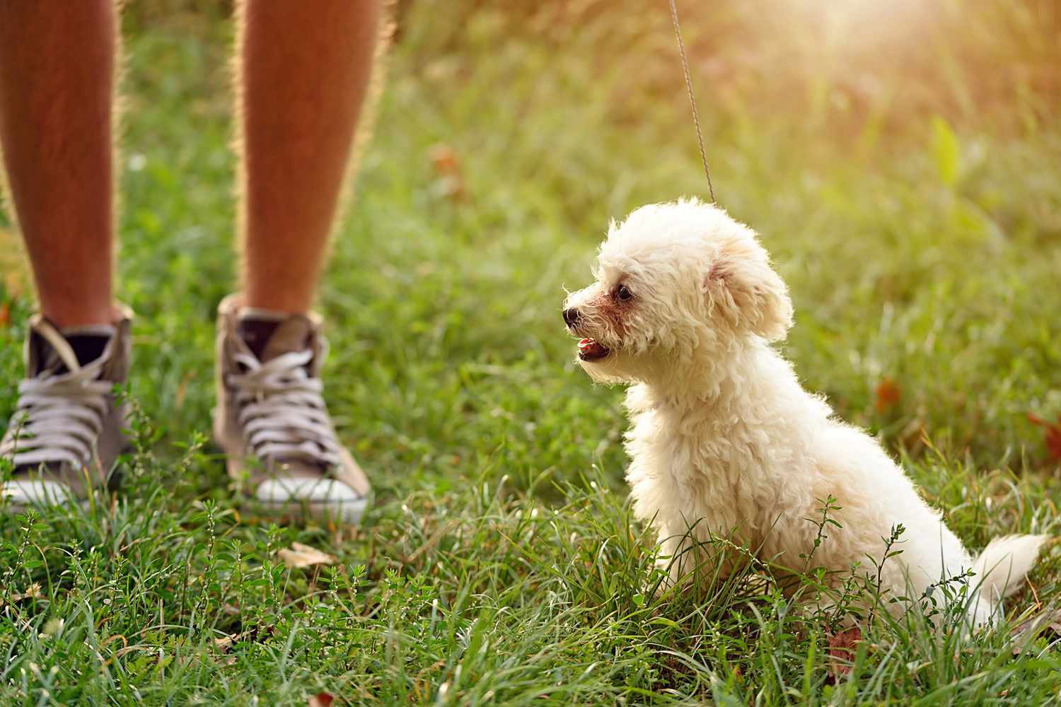 比熊犬与主人
