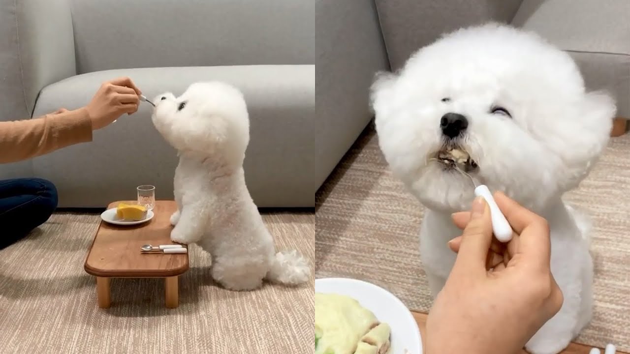 正在吃人类食物的比熊犬