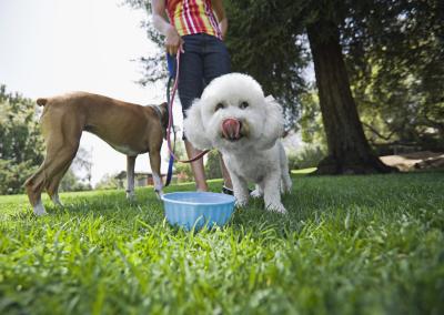 比熊犬在野外进食