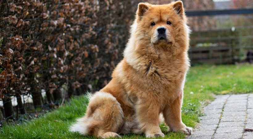 接受“坐下”命令的松狮犬