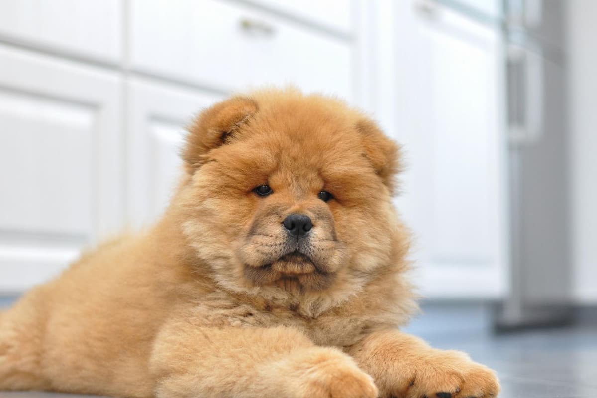 可爱的比熊犬幼犬