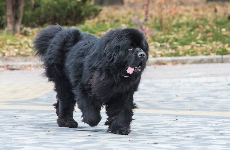 成年的纽芬兰犬