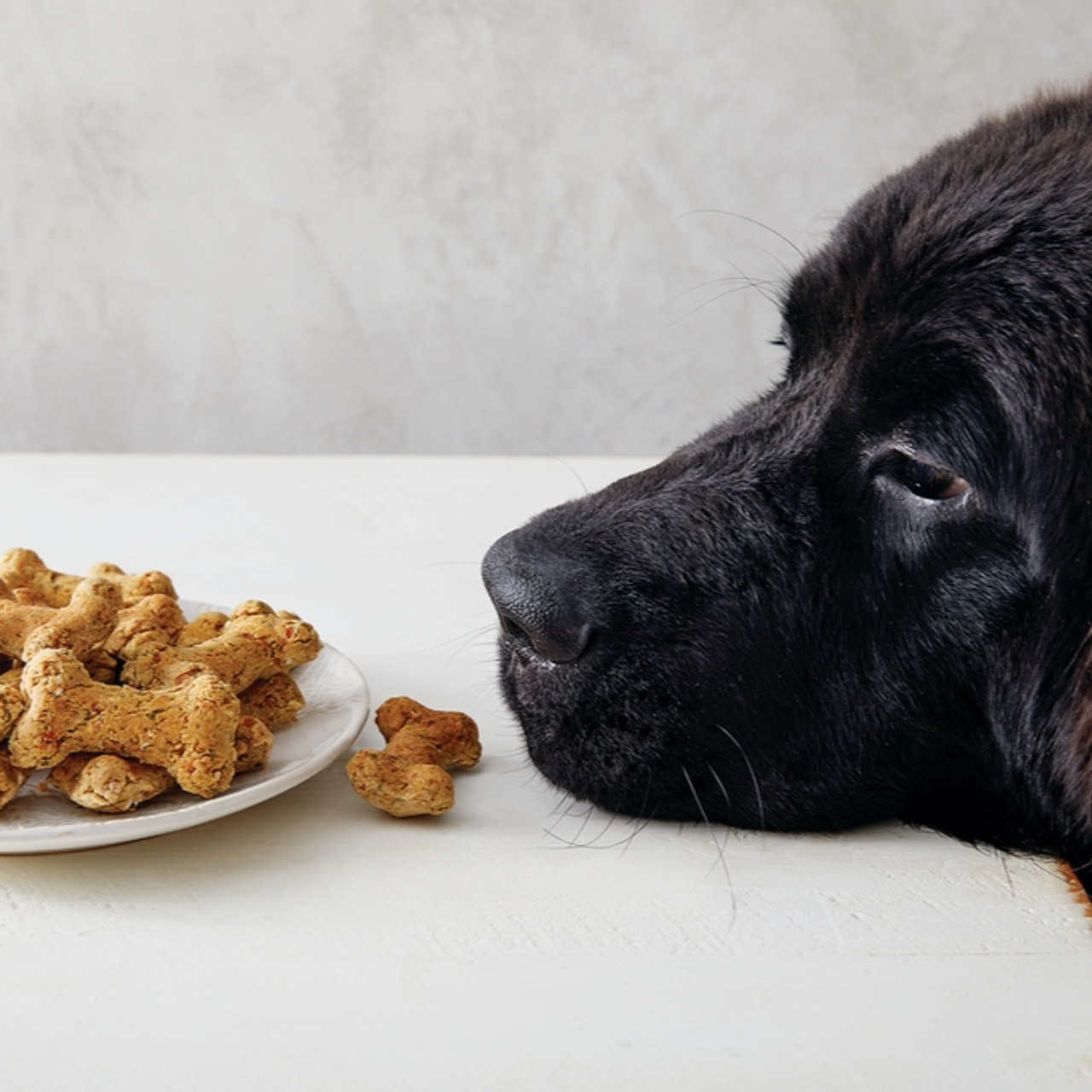 纽芬兰犬与它的食物