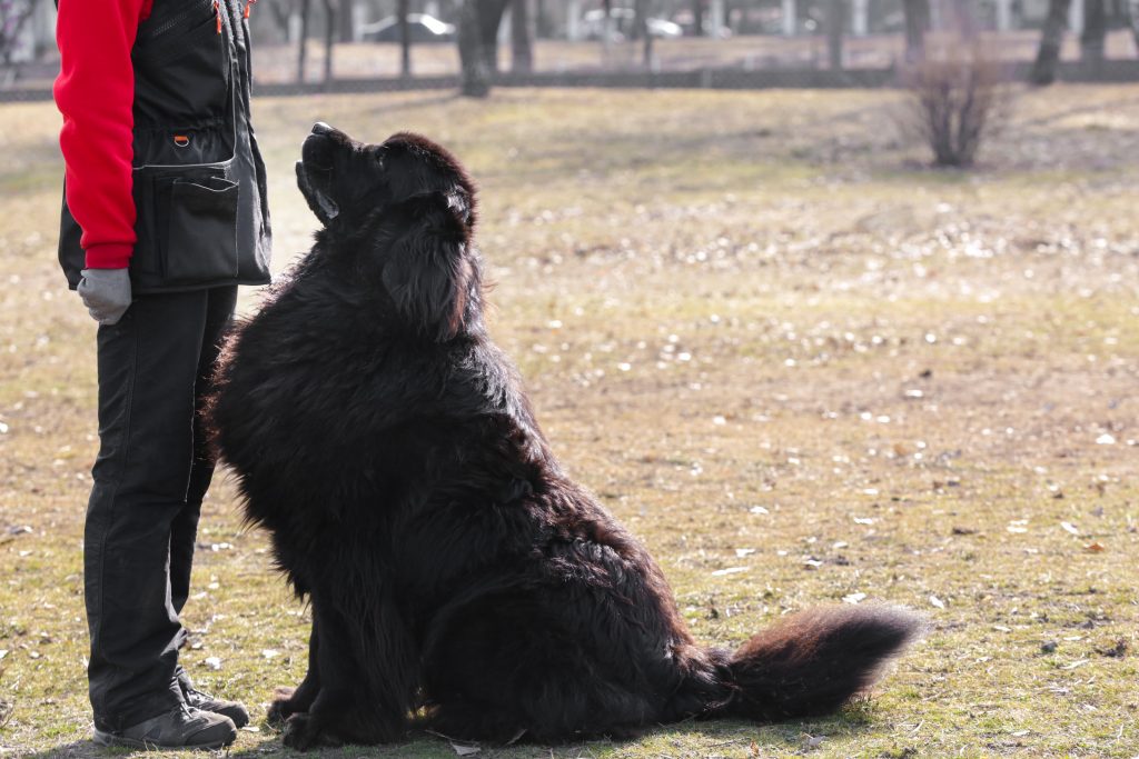 在野外接受训练的纽芬兰犬