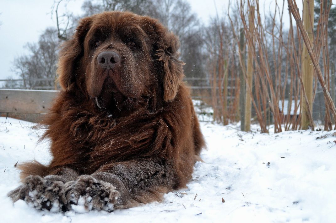 趴在雪地上休息的纽芬兰犬