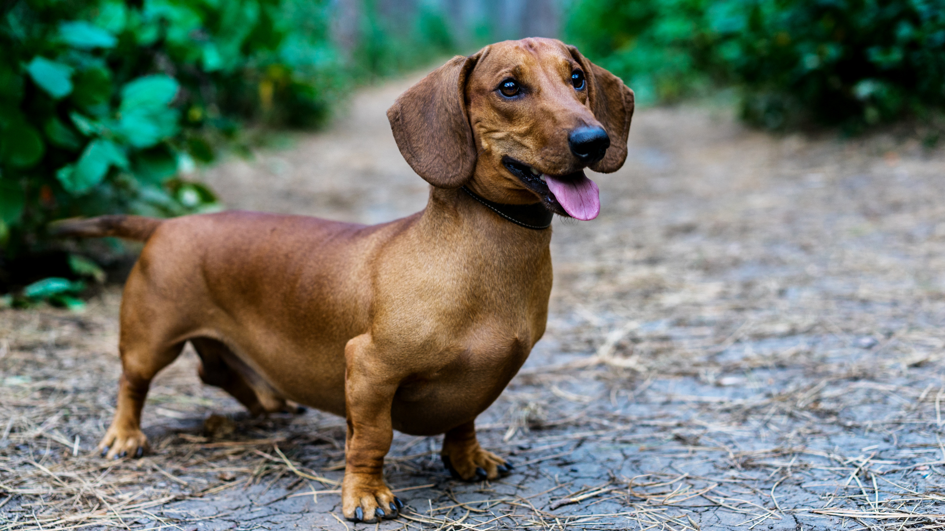 达克斯猎犬是否容易脱毛？