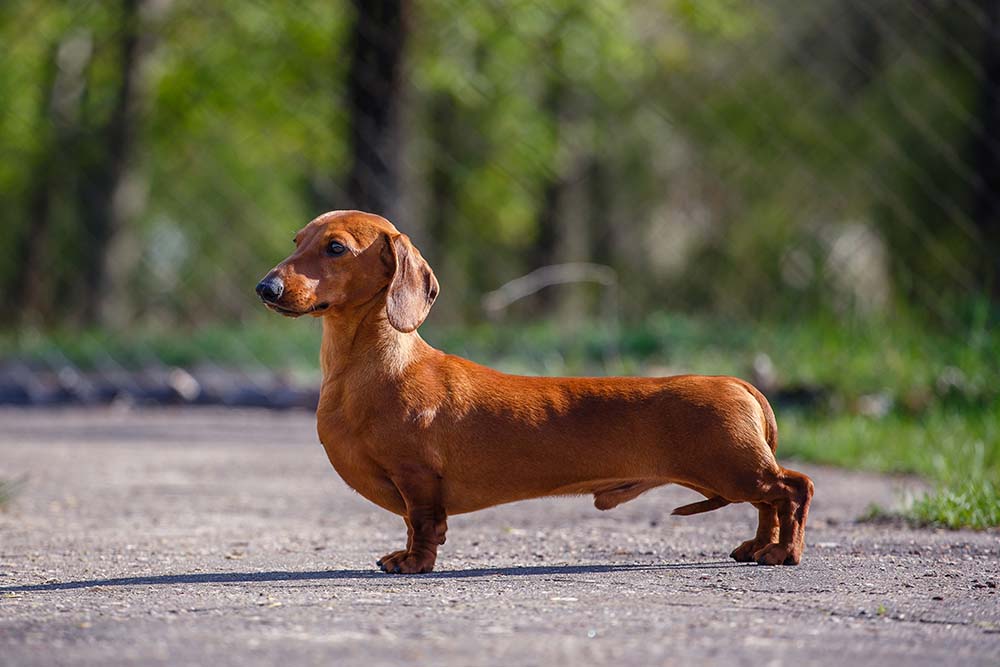 成年的达克斯猎犬