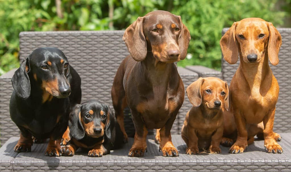 五只达克斯猎犬