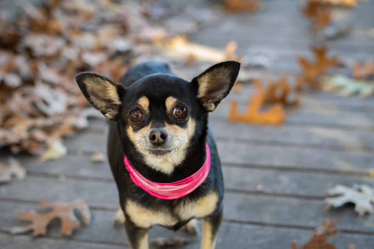 健康状态下的吉娃娃犬