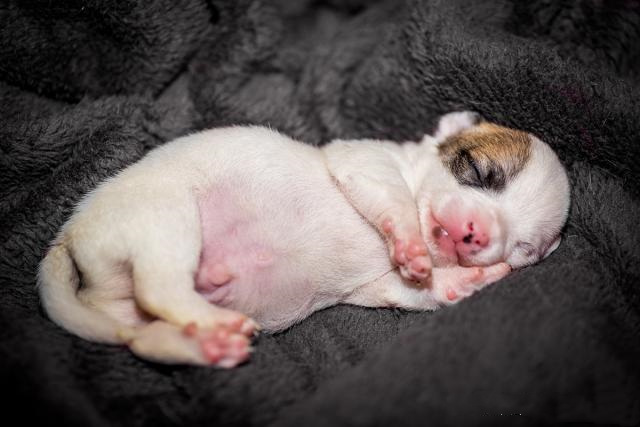 患有脐疝的幼犬