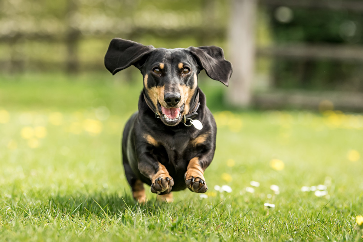 达克斯猎犬是否喜欢追逐小动物？ 