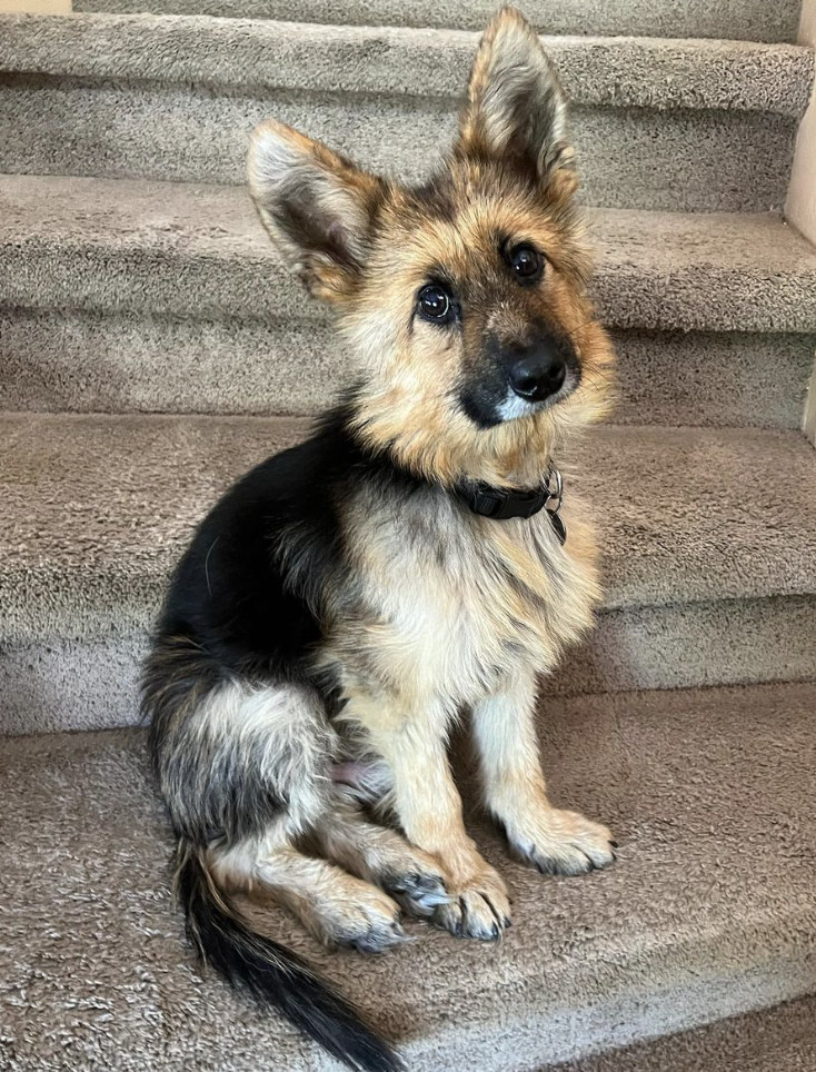 得了侏儒症的德国牧羊犬
