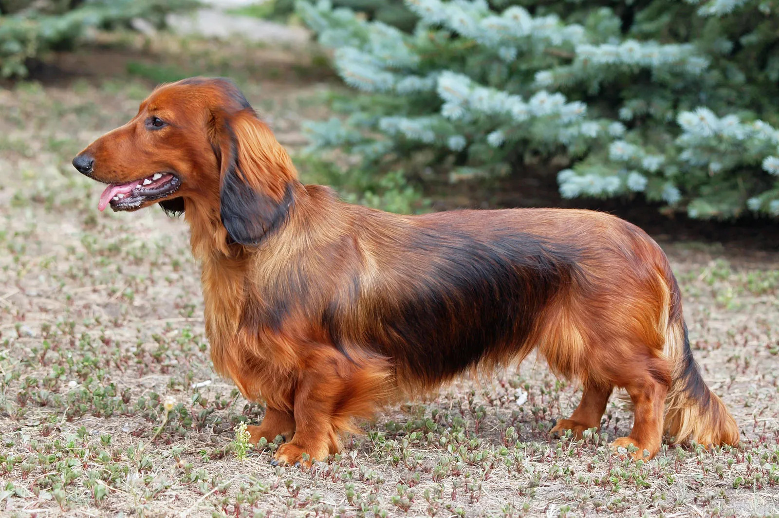 长毛达克斯猎犬