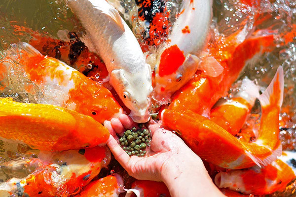 进食中的锦鲤群