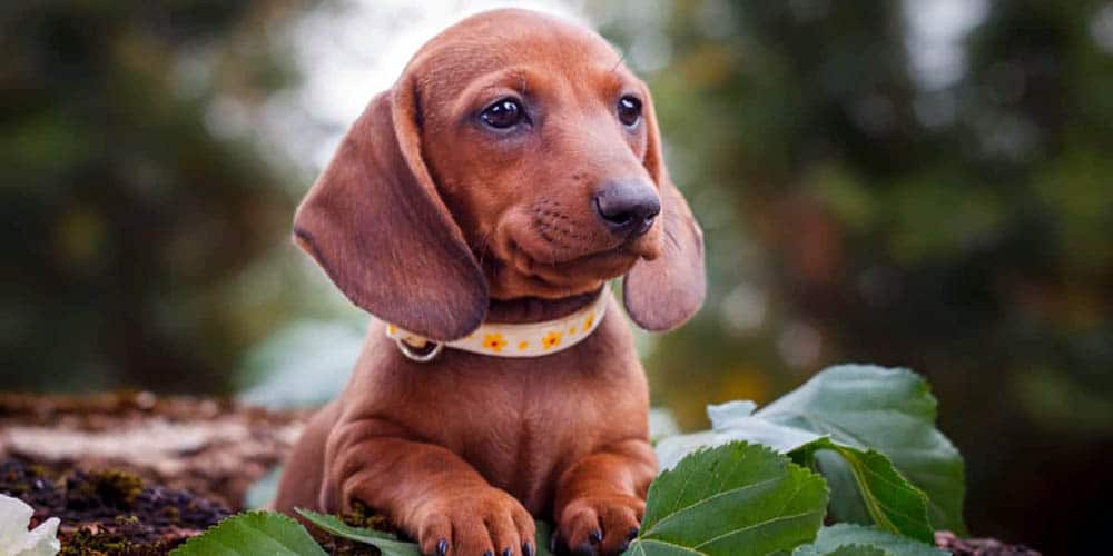 达克斯猎犬是否容易患心脏病？