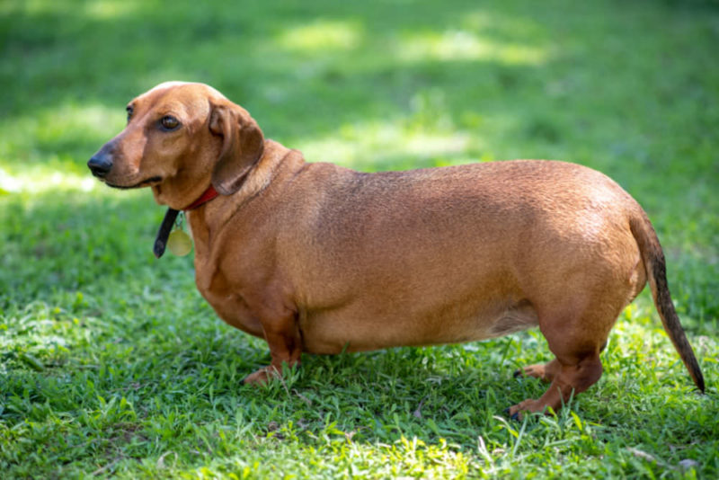 可能存在心脏病的达克斯猎犬