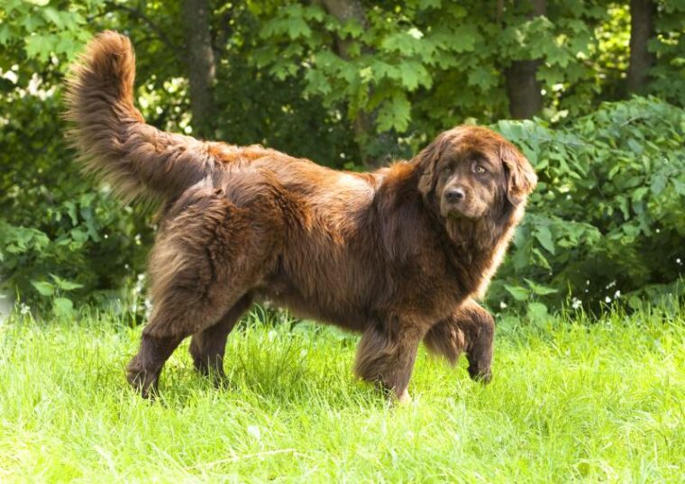 在户外锻炼的纽芬兰犬